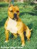 dany_staffy