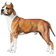 alex_pitbull55